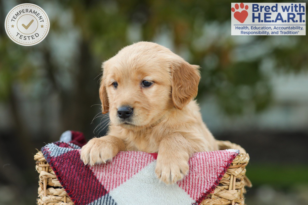 Lizy Image of Lizy, a Golden Retriever puppy