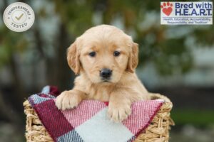 Image of Lizy, a Golden Retriever puppy