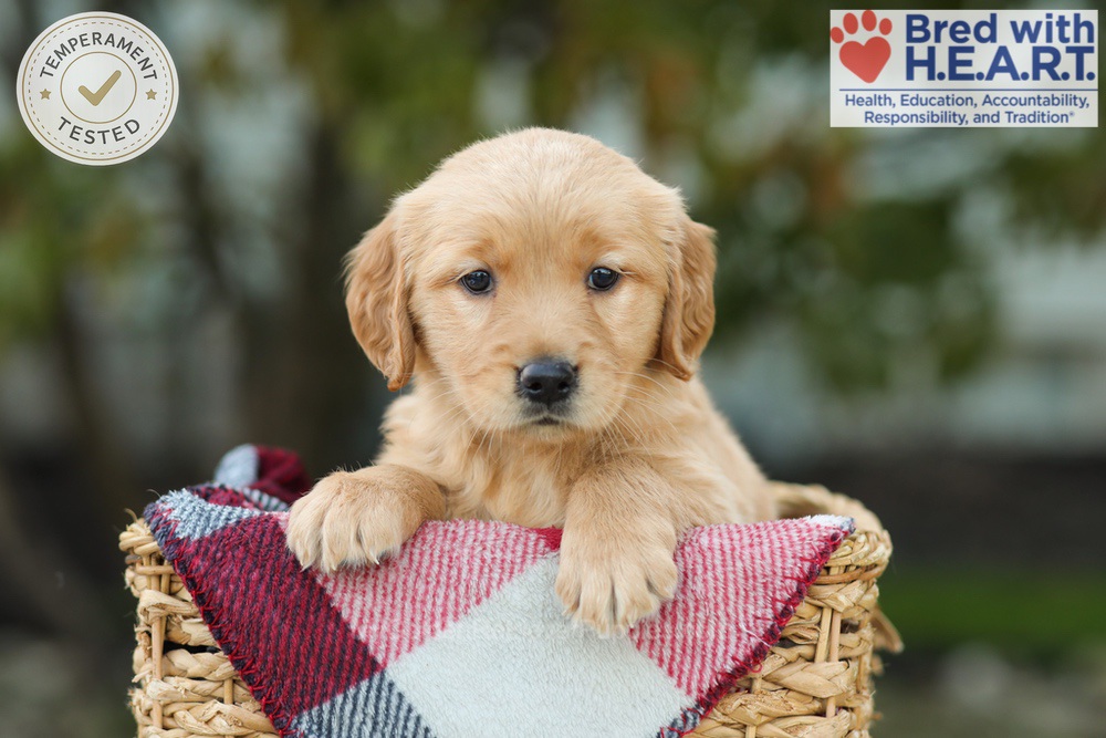 Lizy Image of Lizy, a Golden Retriever puppy