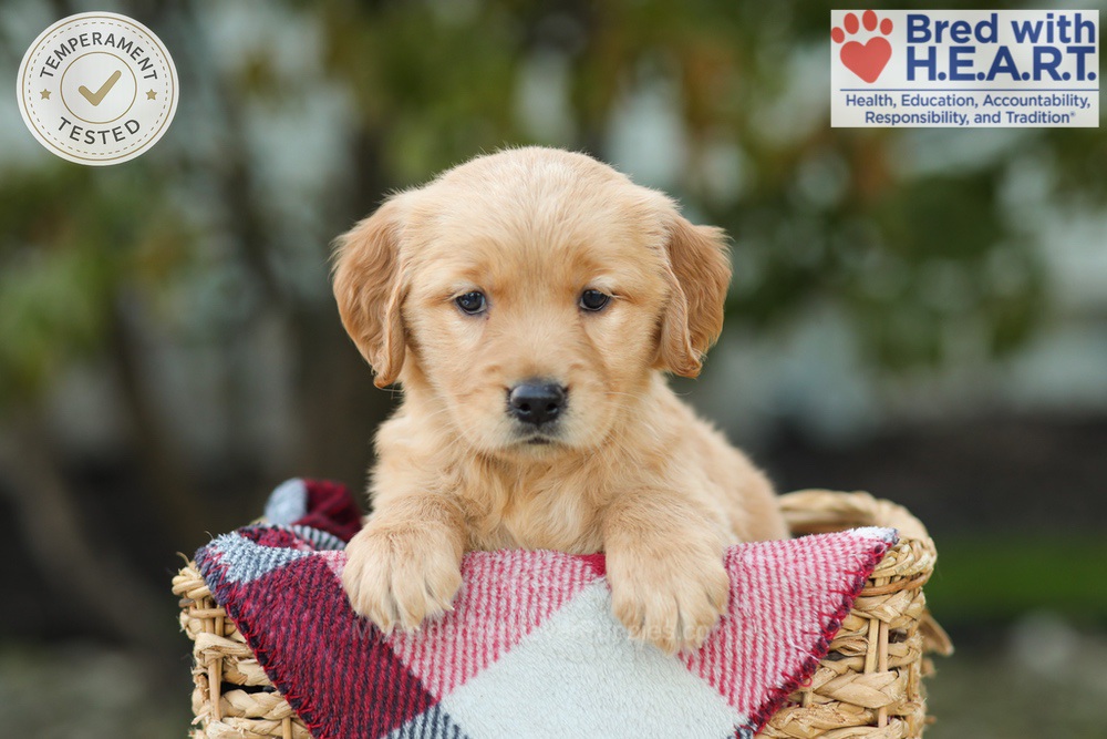 Lizy Image of Lizy, a Golden Retriever puppy
