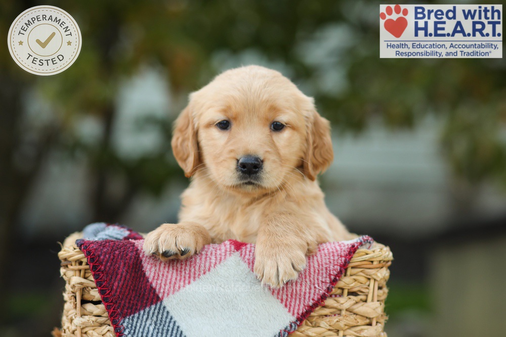 Lizy Image of Lizy, a Golden Retriever puppy