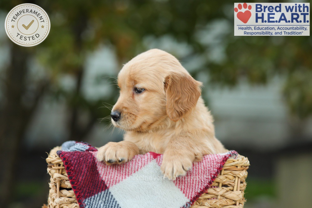 Lizy Image of Lizy, a Golden Retriever puppy