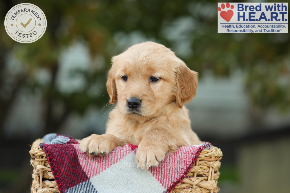 Lizy Image of Lizy, a Golden Retriever puppy