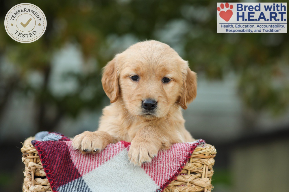 Lizy Image of Lizy, a Golden Retriever puppy