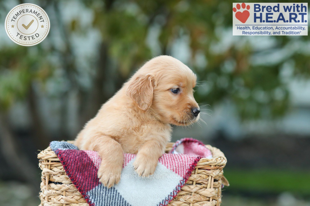 Lucky Image of Lucky, a Golden Retriever puppy