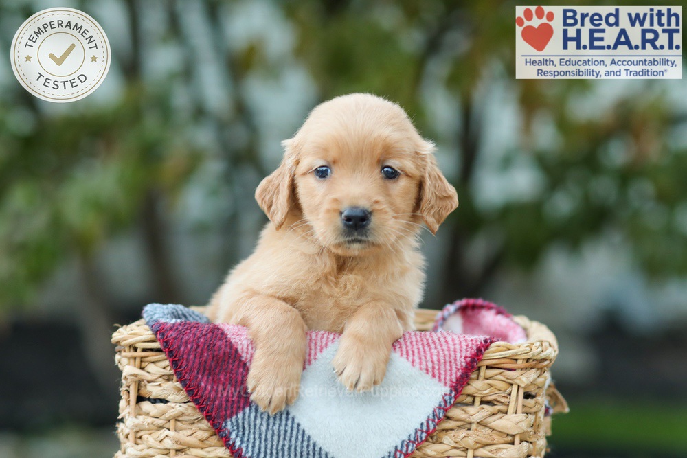 Lucky Image of Lucky, a Golden Retriever puppy