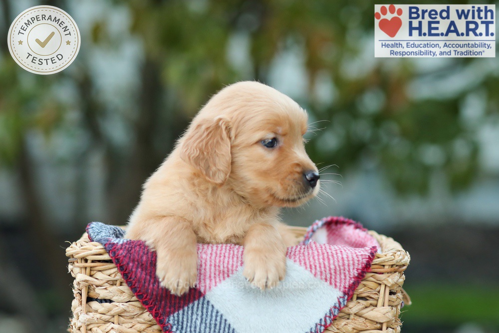 Lucky Image of Lucky, a Golden Retriever puppy