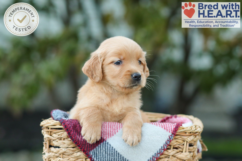 Lucky Image of Lucky, a Golden Retriever puppy