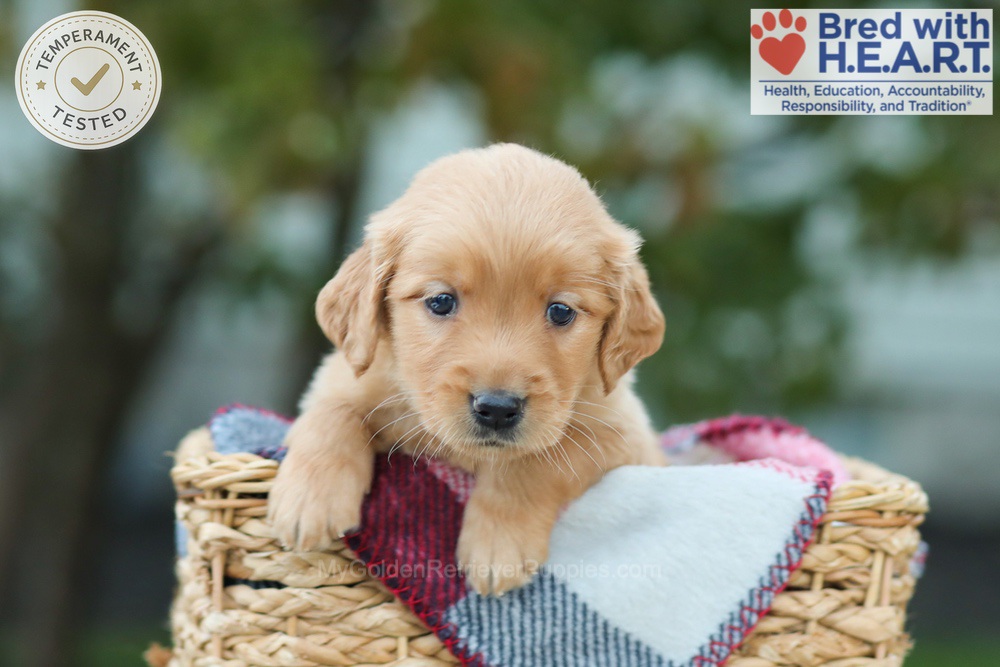 Lucky Image of Lucky, a Golden Retriever puppy