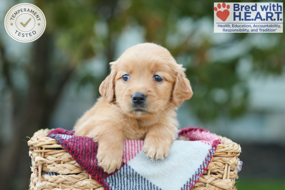 Lucky Image of Lucky, a Golden Retriever puppy