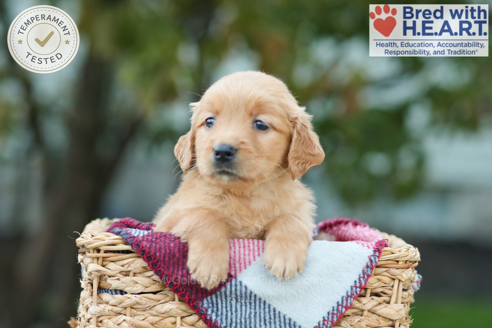 Lucky Image of Lucky, a Golden Retriever puppy