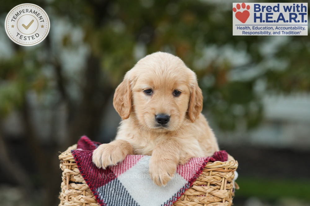 Lulu Image of Lulu, a Golden Retriever puppy
