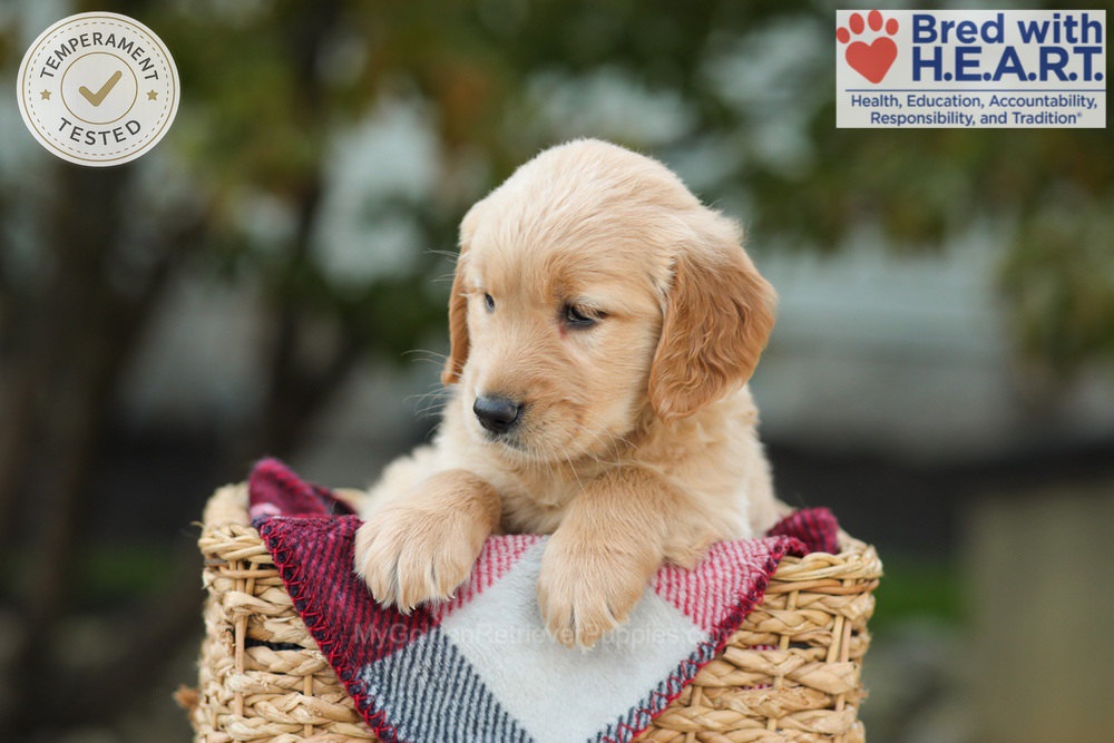 Lulu Image of Lulu, a Golden Retriever puppy