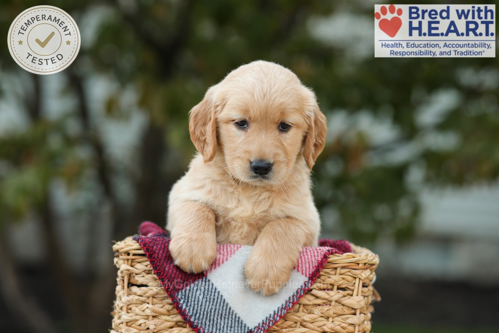 Lulu Image of Lulu, a Golden Retriever puppy