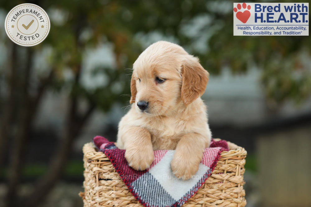Lulu Image of Lulu, a Golden Retriever puppy