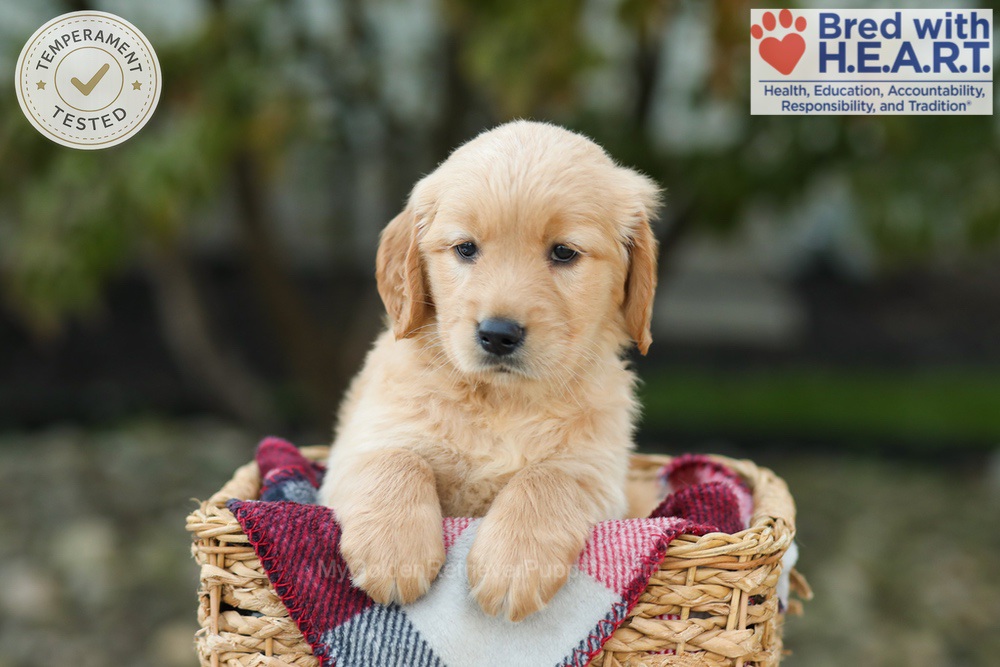 Lulu Image of Lulu, a Golden Retriever puppy