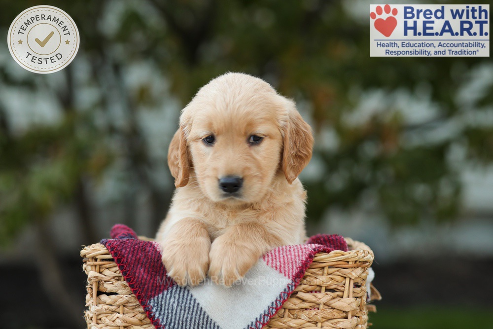 Lulu Image of Lulu, a Golden Retriever puppy