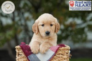 Image of Lulu, a Golden Retriever puppy