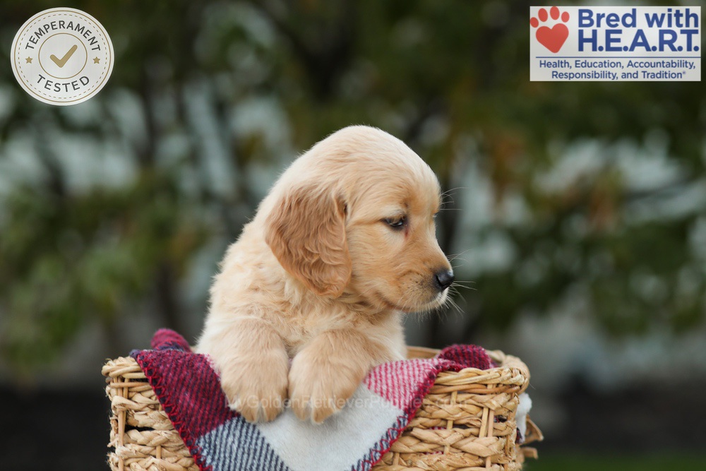 Lulu Image of Lulu, a Golden Retriever puppy