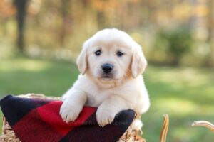 Image of Malachi, a Golden Retriever puppy