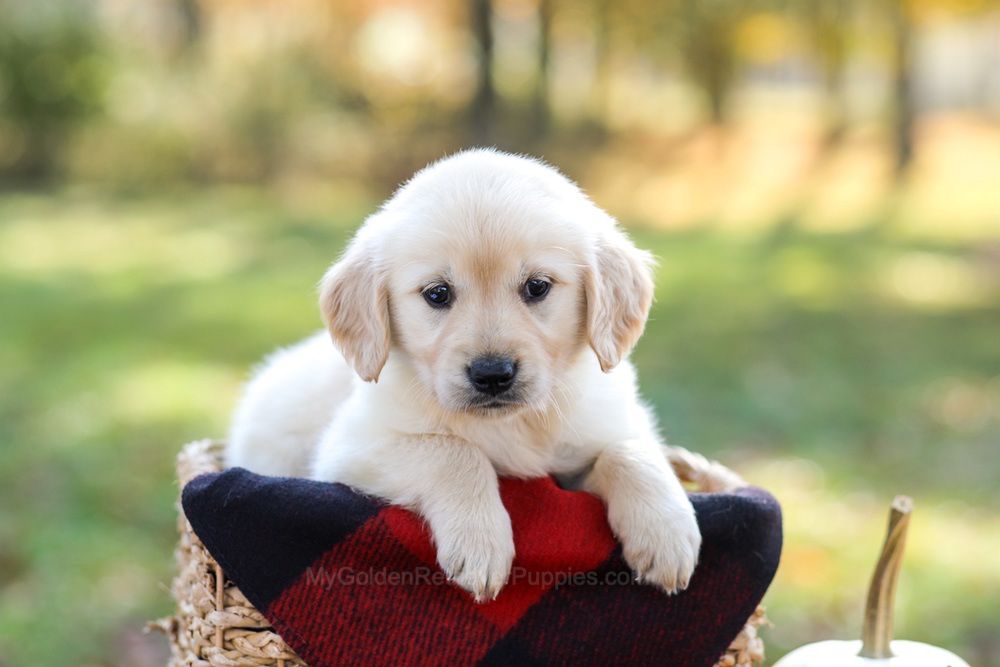 Manny Image of Manny, a Golden Retriever puppy