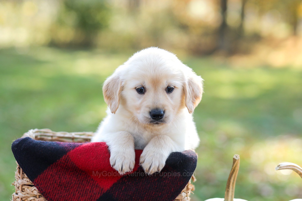 Manny Image of Manny, a Golden Retriever puppy