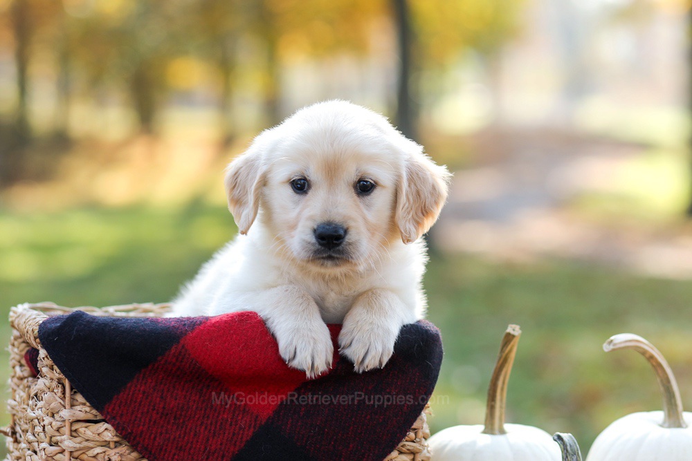 Manny Image of Manny, a Golden Retriever puppy