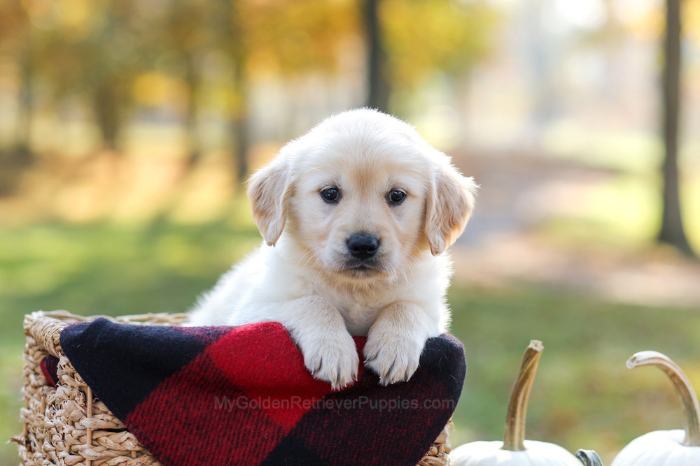 Manny Image of Manny, a Golden Retriever puppy