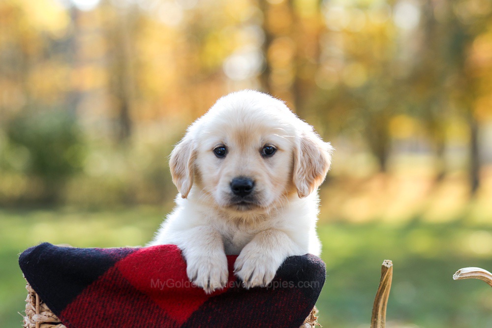 Manny Image of Manny, a Golden Retriever puppy