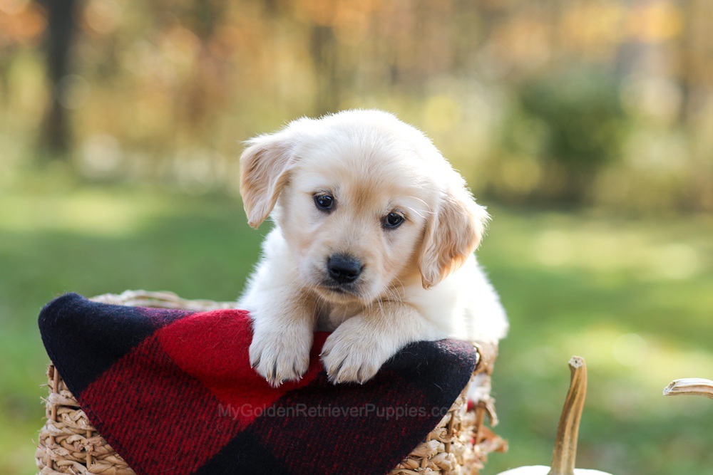 Manny Image of Manny, a Golden Retriever puppy