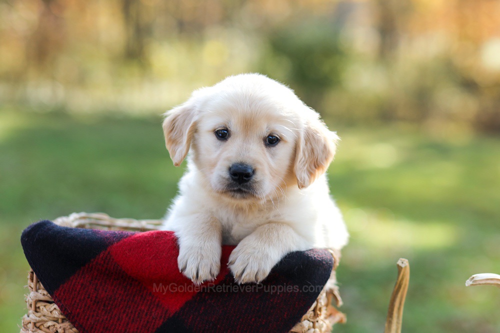 Manny Image of Manny, a Golden Retriever puppy