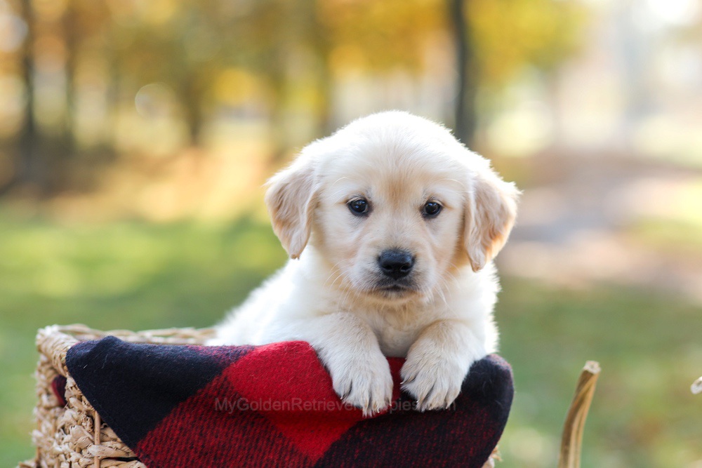 Manny Image of Manny, a Golden Retriever puppy
