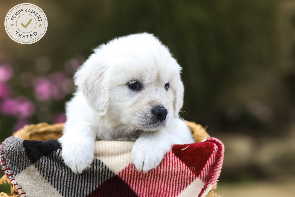 Maple Image of Maple, a Golden Retriever puppy