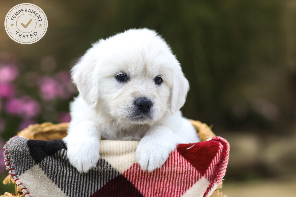 Maple Image of Maple, a Golden Retriever puppy