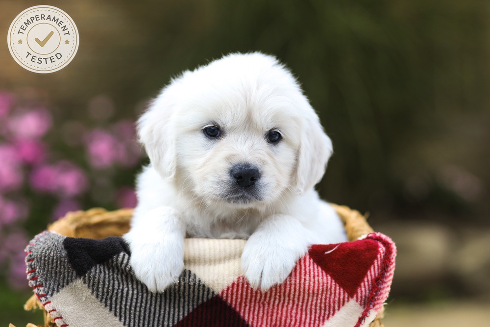 Maple Image of Maple, a Golden Retriever puppy