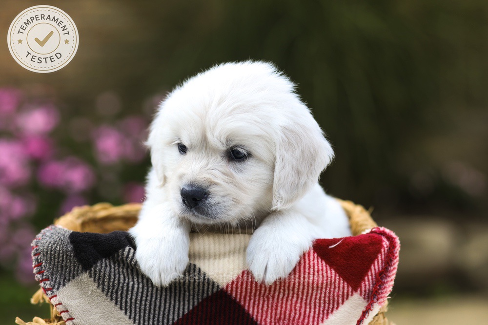 Maple Image of Maple, a Golden Retriever puppy
