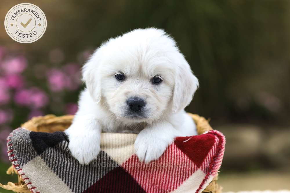 Maple Image of Maple, a Golden Retriever puppy