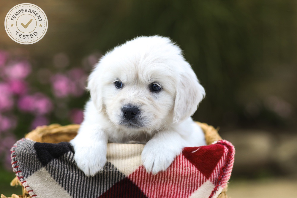 Maple Image of Maple, a Golden Retriever puppy