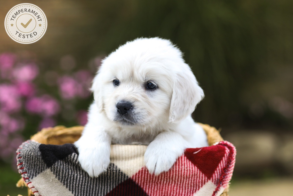 Maple Image of Maple, a Golden Retriever puppy