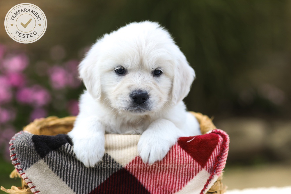 Maple Image of Maple, a Golden Retriever puppy