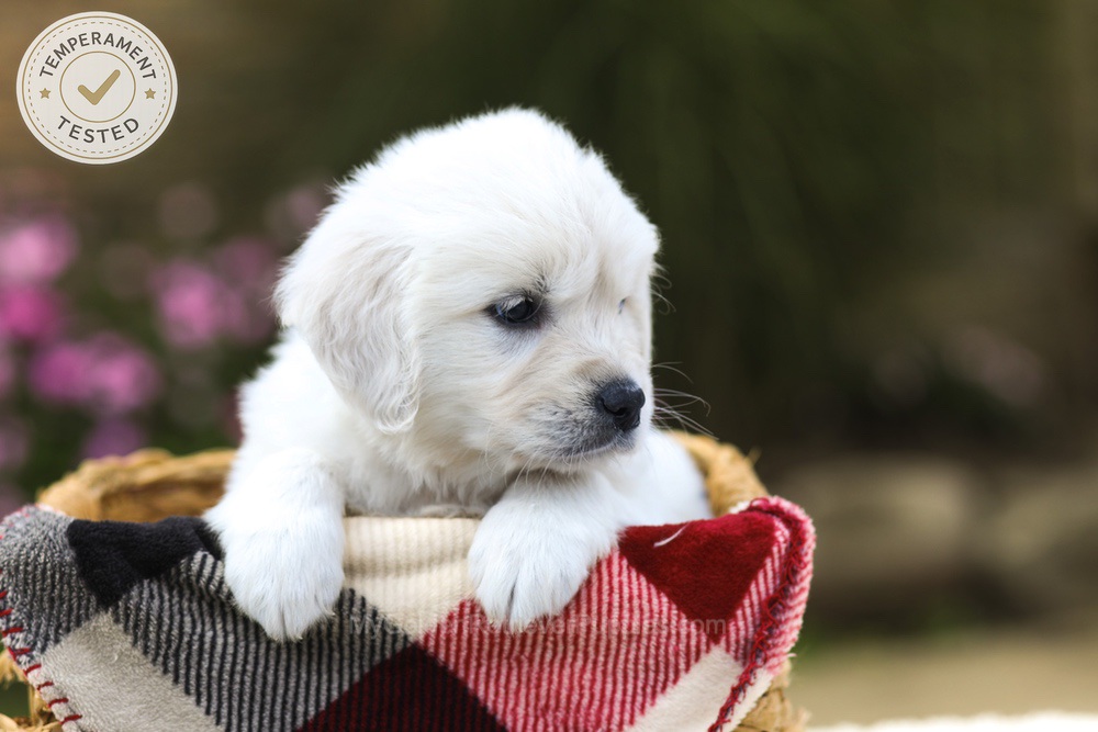 Maple Image of Maple, a Golden Retriever puppy