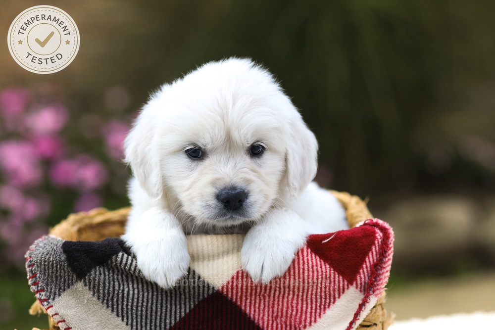 Maple Image of Maple, a Golden Retriever puppy