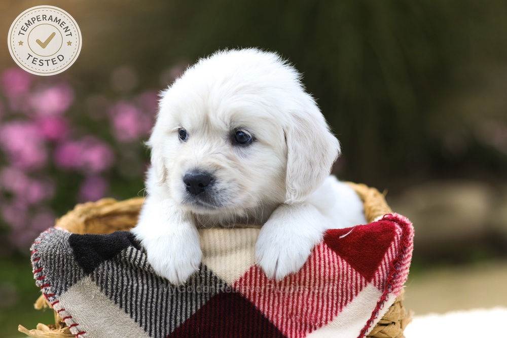Maple Image of Maple, a Golden Retriever puppy