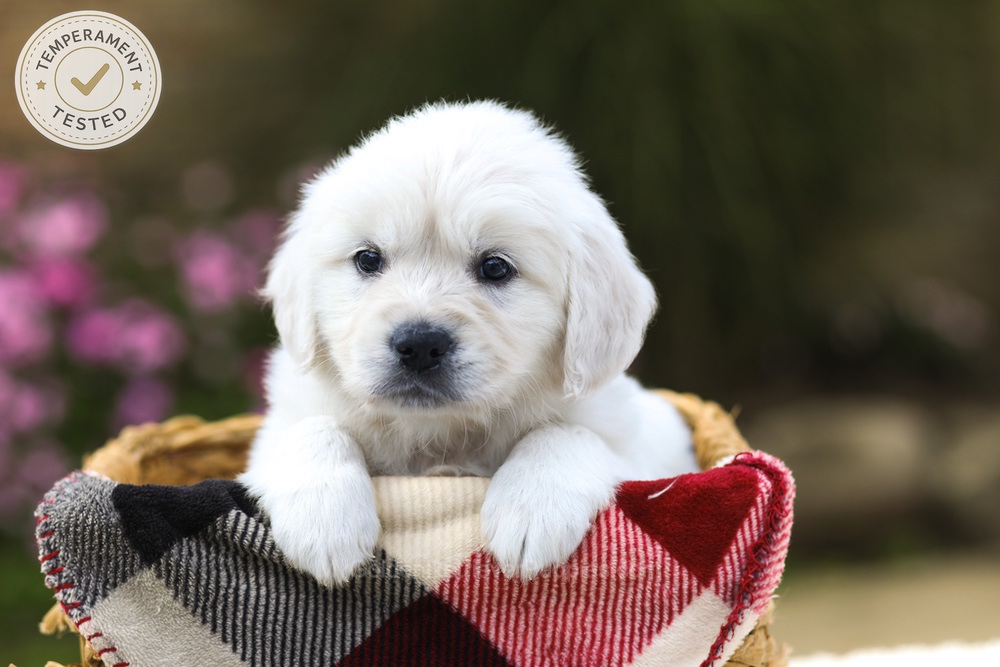 Maple Image of Maple, a Golden Retriever puppy