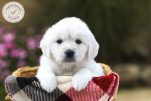 Image of Maple, a Golden Retriever puppy