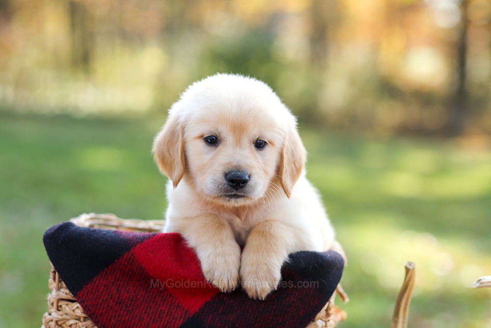Mason Image of Mason, a Golden Retriever puppy
