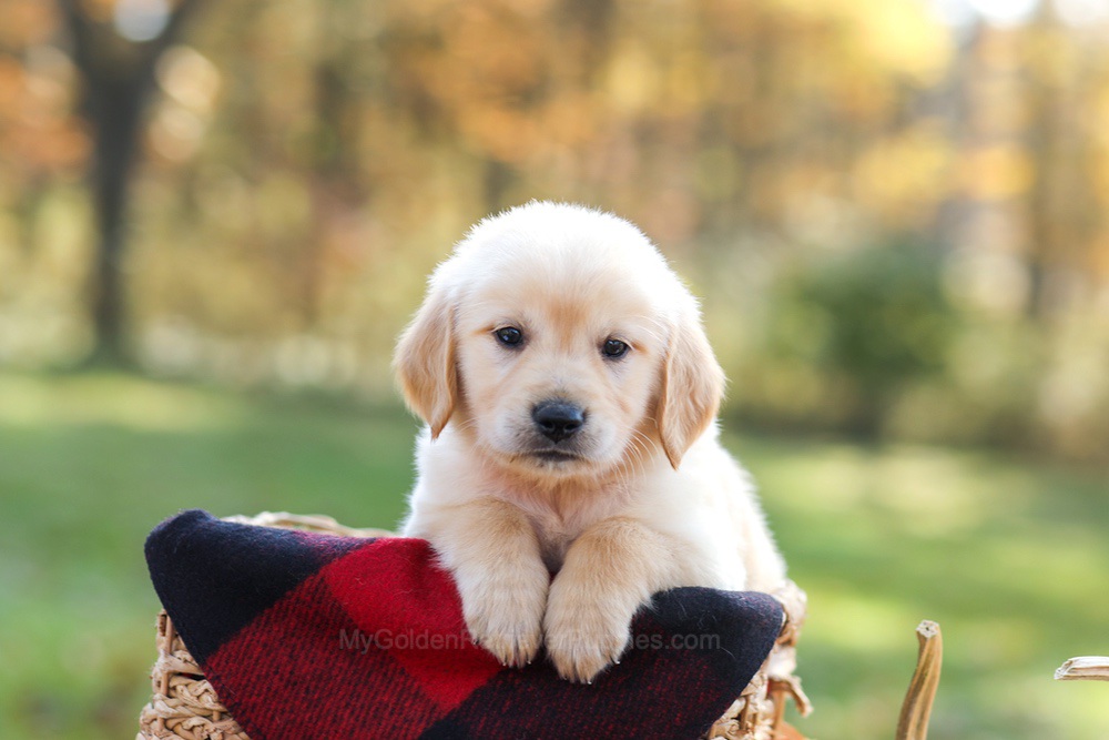 Mason Image of Mason, a Golden Retriever puppy