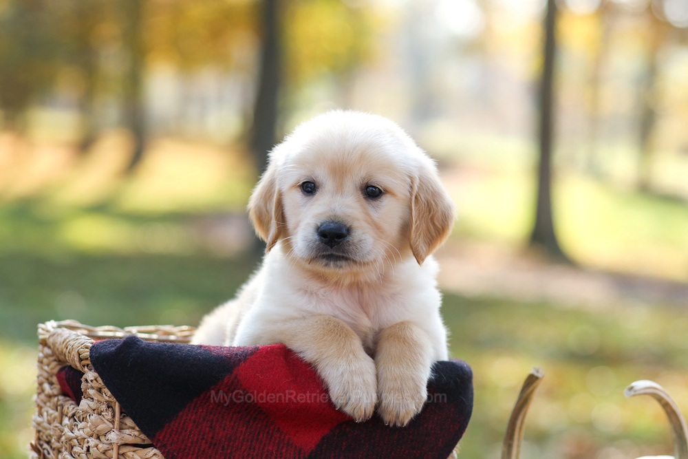 Mason Image of Mason, a Golden Retriever puppy