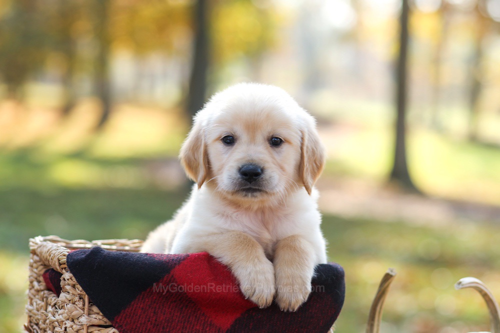 Mason Image of Mason, a Golden Retriever puppy