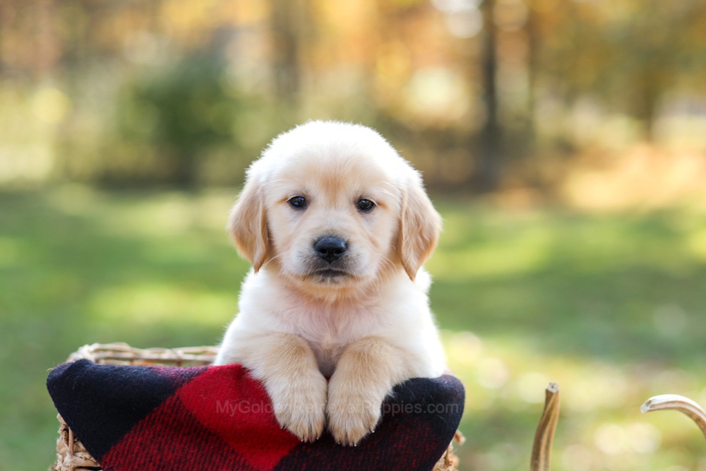 Mason Image of Mason, a Golden Retriever puppy
